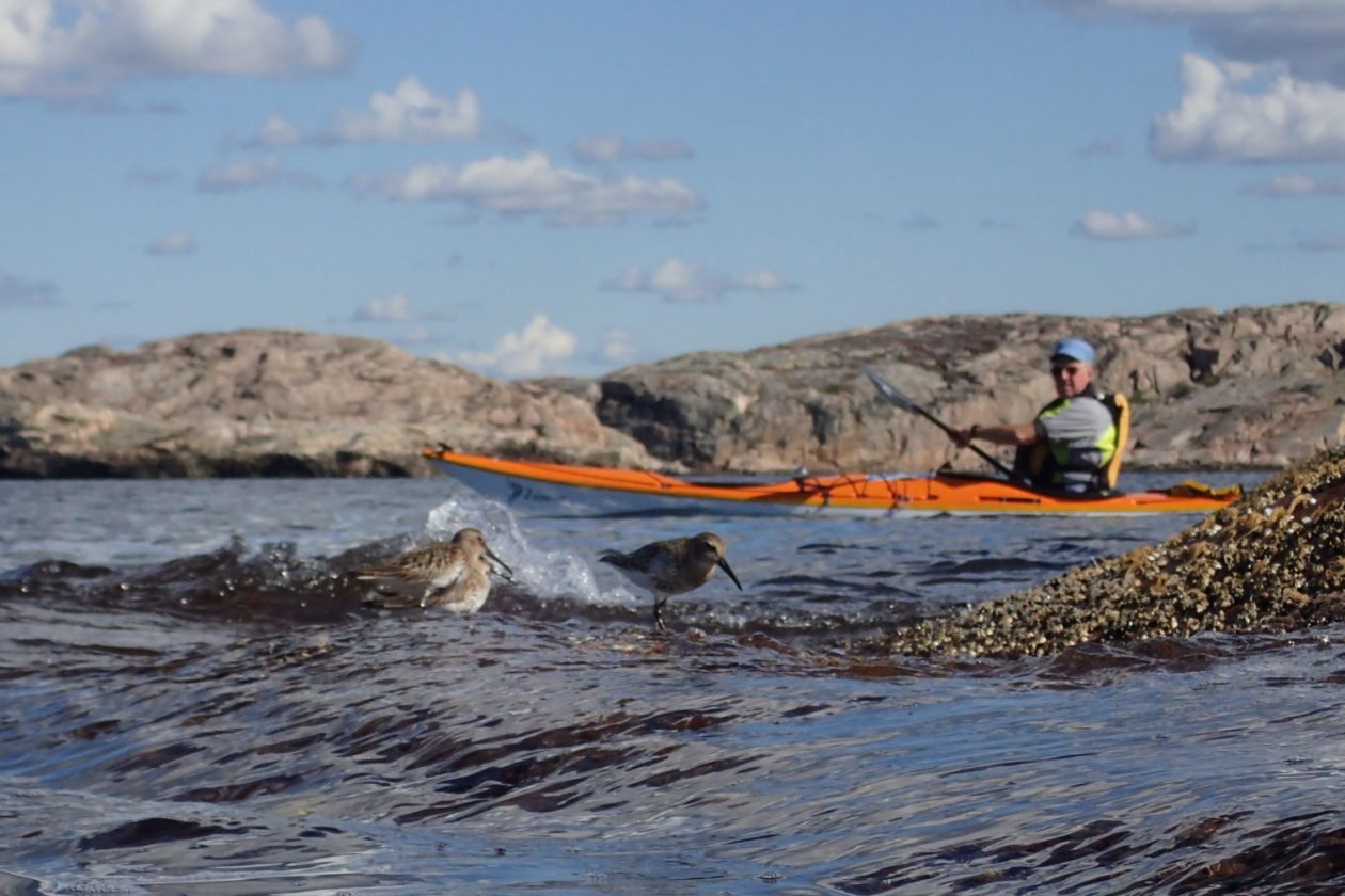 Tæt på fuglene i kajak med Paddle Bornholm